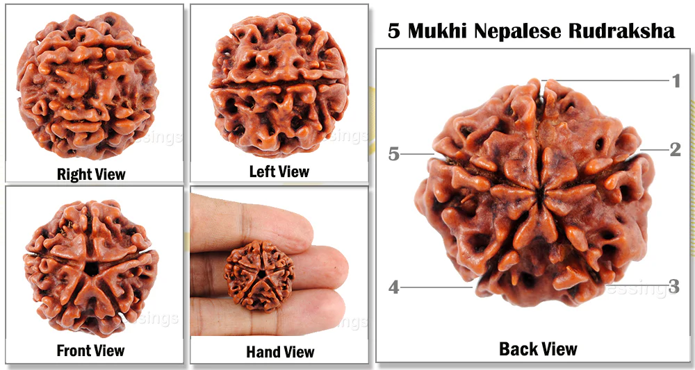 Rudraksha