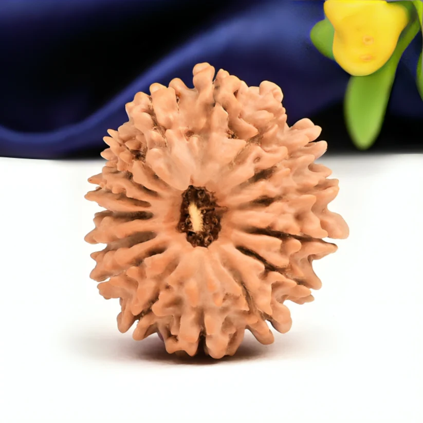 Nepal Origin 16 Mukhi Rudraksha