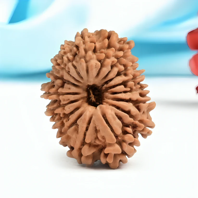 Nepal Origin 17 Mukhi Rudraksha