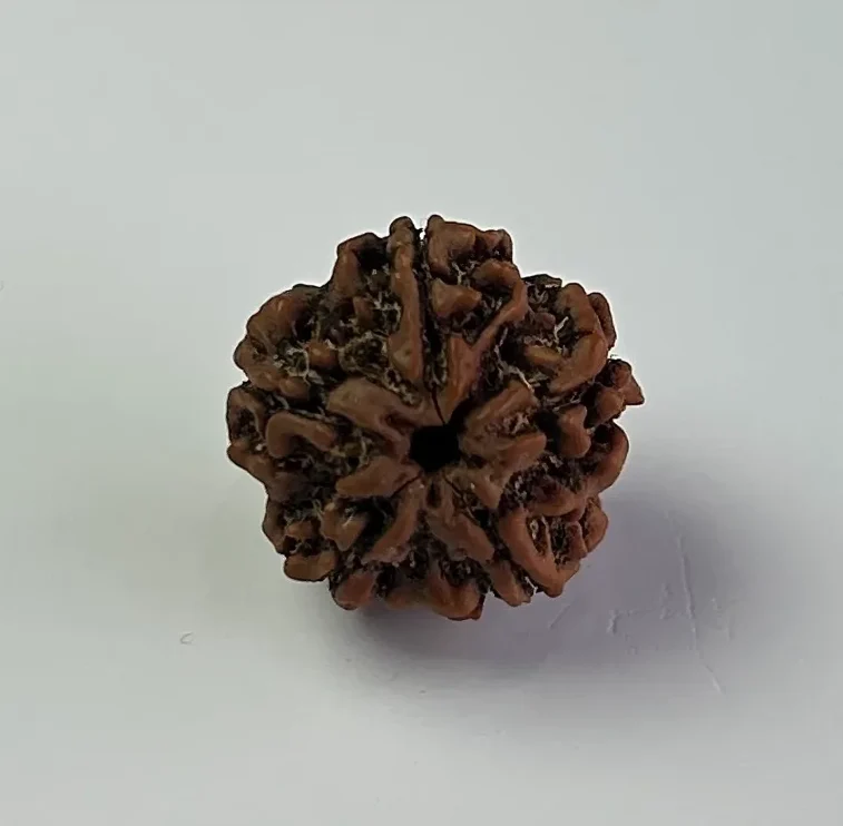 Nepal origin rudraksha beads