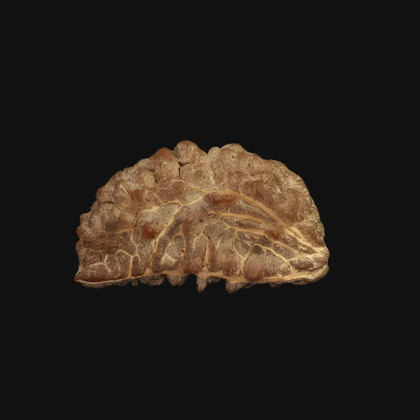 Rameshwaram 1 Mukhi Rudraksha