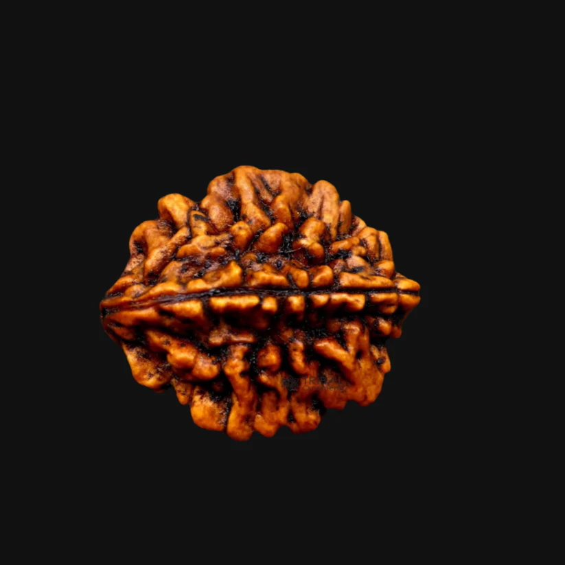 Rameshwaram 2 Mukhi Rudraksha