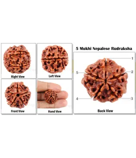 5 Mukhi Rudraksha