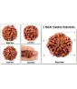 5 Mukhi Rudraksha