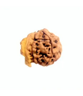 Ganesh Mukhi Rudraksha Ganesh Mukhi Rudraksha