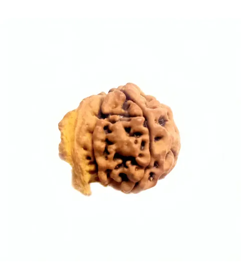 Ganesh Mukhi Rudraksha