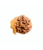 Ganesh Mukhi Rudraksha