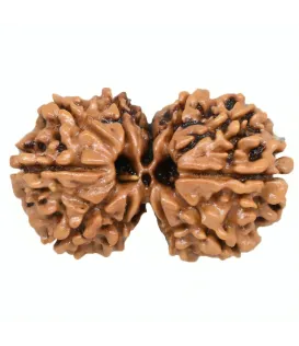 Gauri Shankar Rudraksha Gauri Shankar Rudraksha