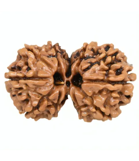 Gauri Shankar Rudraksha