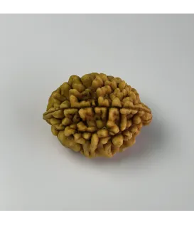 Himalayan Origin 2 Mukhi Rudraksha