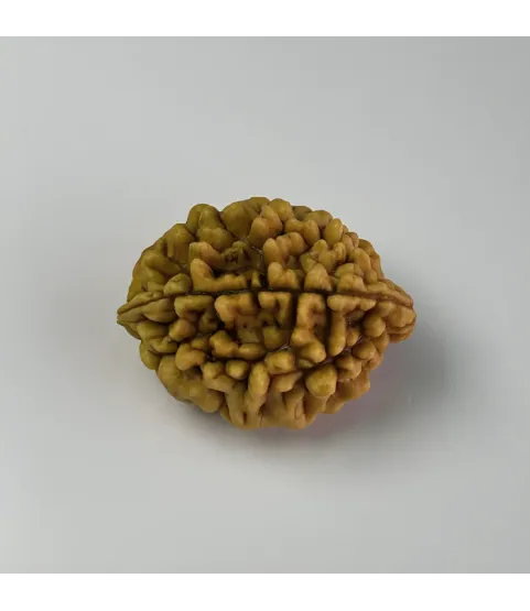 Himalayan Origin 2 Mukhi Rudraksha