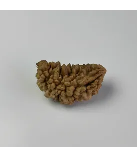 Nepal Origin 1 Mukhi Rudraksha Nepal Origin 1 Mukhi Rudraksha