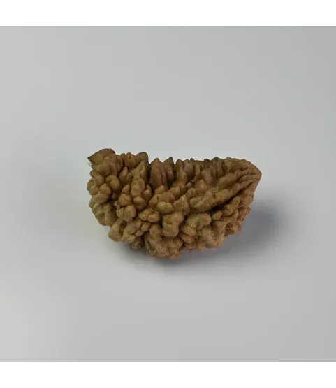 Nepal Origin 1 Mukhi Rudraksha