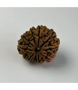 Nepal Origin 10 Mukhi Rudraksha