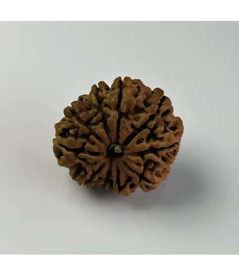 Nepal Origin 10 Mukhi Rudraksha