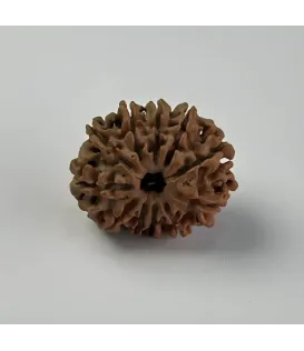 Nepal Origin 11 Mukhi Rudraksha