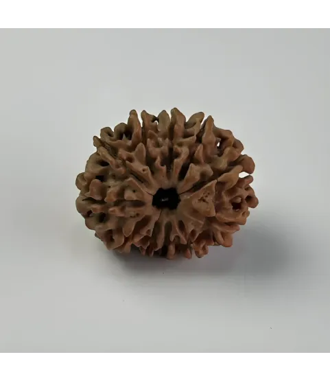 Nepal Origin 11 Mukhi Rudraksha