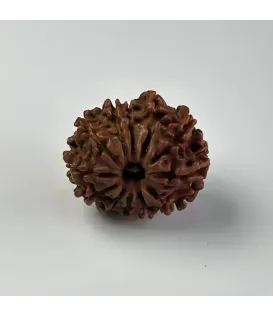 Nepal Origin 12 Mukhi Rudraksha