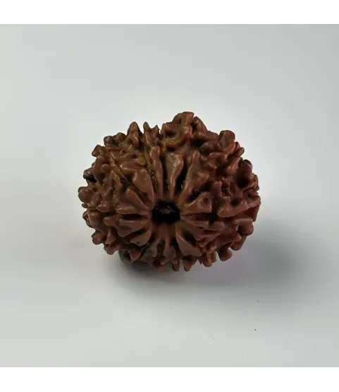 Nepal Origin 12 Mukhi Rudraksha