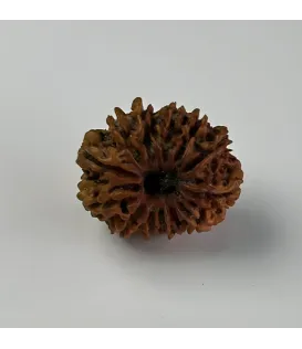 Nepal Origin 13 Mukhi Rudraksha