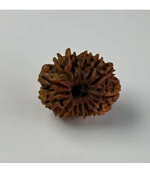 Nepal Origin 13 Mukhi Rudraksha