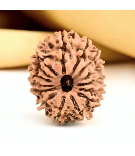 Nepal Origin 15 Mukhi Rudraksha