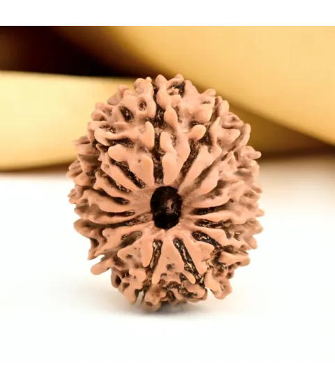 Nepal Origin 15 Mukhi Rudraksha