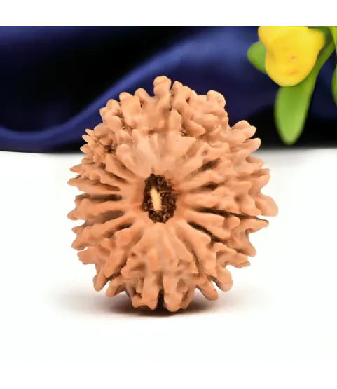 Nepal Origin 16 Mukhi Rudraksha