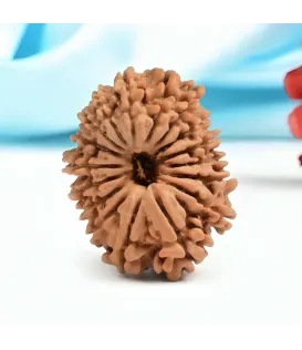 Nepal Origin 17 Mukhi Rudraksha