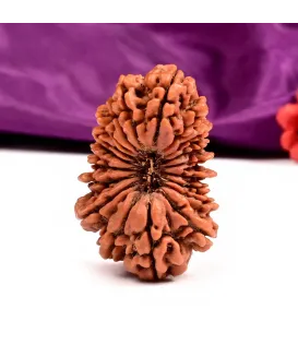 Nepal Origin 19 Mukhi Rudraksha