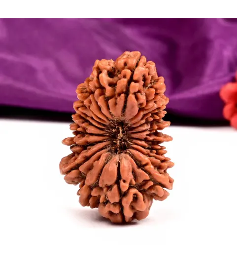 Nepal Origin 19 Mukhi Rudraksha
