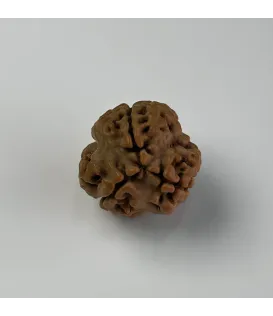 Nepal Origin 3 Mukhi Rudraksha