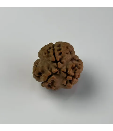 Nepal Origin 3 Mukhi Rudraksha