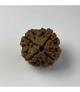 Nepal Origin 4 Mukhi Rudraksha
