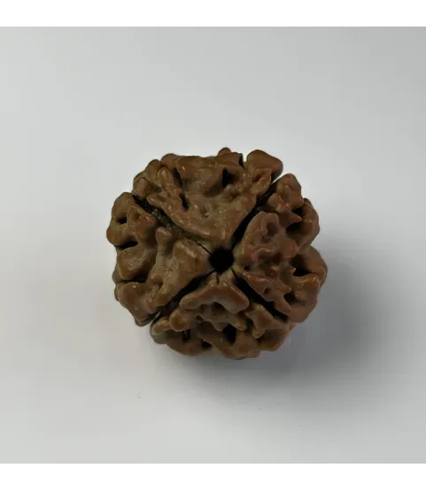Nepal Origin 4 Mukhi Rudraksha