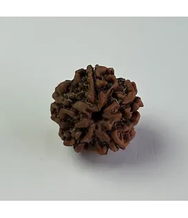 Nepal Origin 5 Mukhi Rudraksha