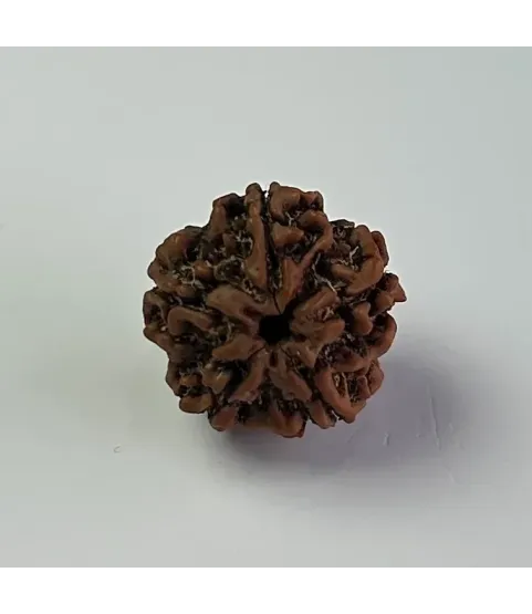 Nepal Origin 5 Mukhi Rudraksha