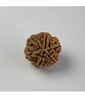 Nepal Origin 6 Mukhi Rudraksha