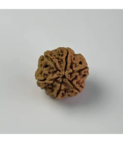 Nepal Origin 6 Mukhi Rudraksha