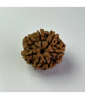Nepal Origin 7 Mukhi Rudraksha