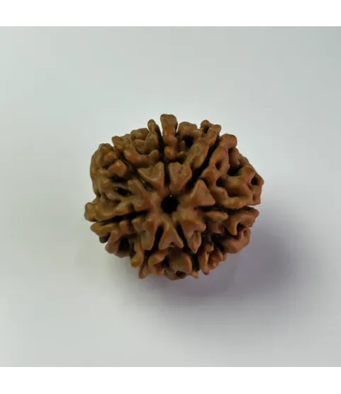 Nepal Origin 7 Mukhi Rudraksha