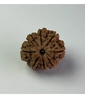 Nepal Origin 8 Mukhi Ruduraksha