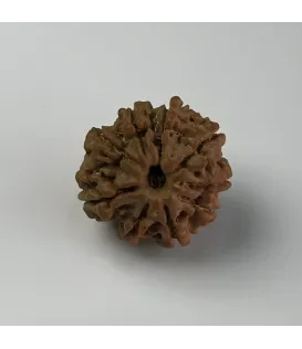 Nepal Origin 9 Mukhi Rudraksha