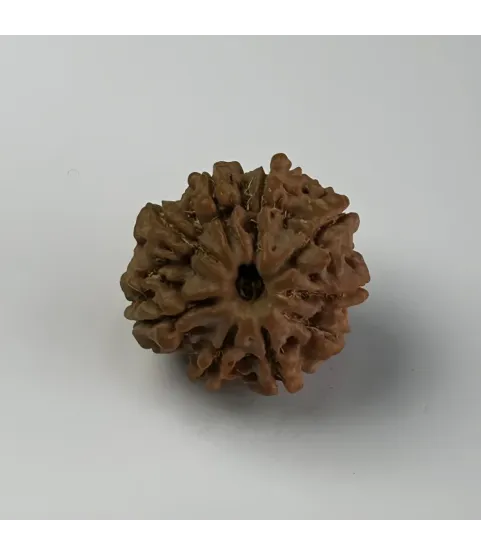 Nepal Origin 9 Mukhi Rudraksha