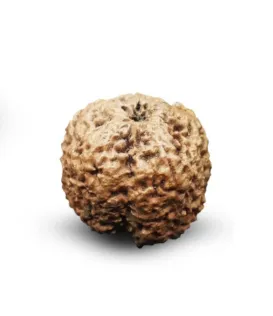Nepal Origin Nirakar Rudraksha