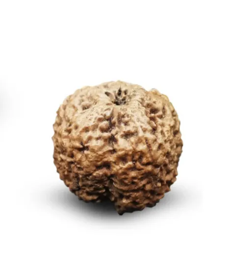 Nepal Origin Nirakar Rudraksha