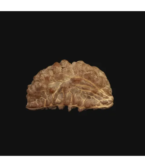 Rameshwaram 1 Mukhi Rudraksha