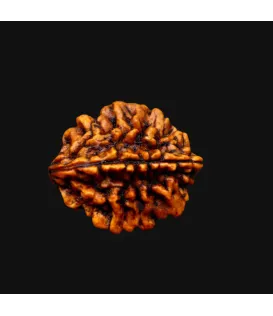 Rameshwaram 2 Mukhi Rudraksha
