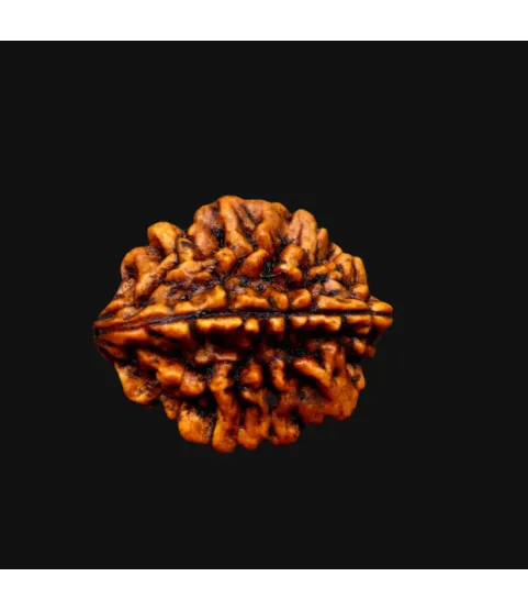 Rameshwaram 2 Mukhi Rudraksha