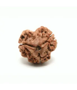Rameshwaram 3 Mukhi Rudraksha